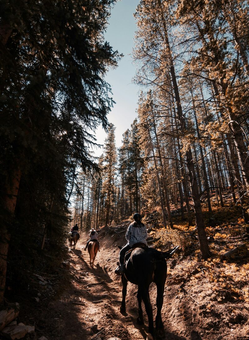 Horseback riders on a wooded trail.